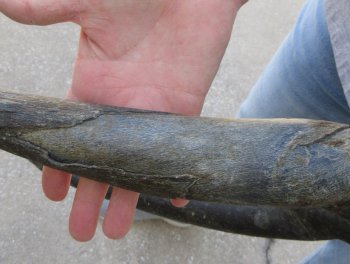 African Female Eland Skull with 26" Horns