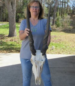 African Female Elan...