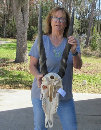 African Female Eland Skull with 29" Horns
