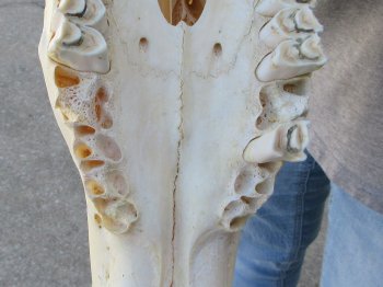 African Female Eland Skull with 29" Horns