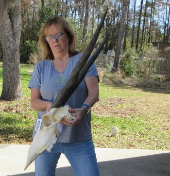 African Female Eland Skull with 28" Horns
