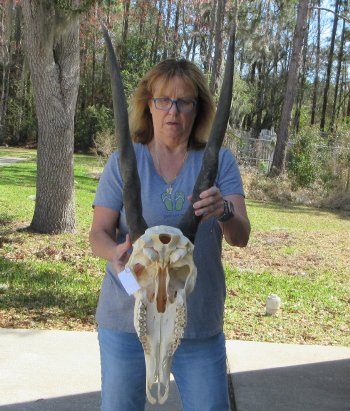 African Female Eland Skull with 28" Horns