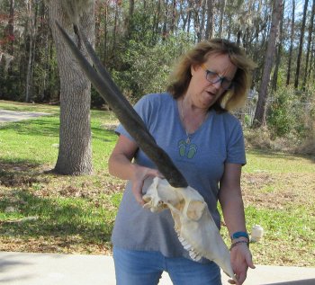 African Female Eland Skull with 28" Horns