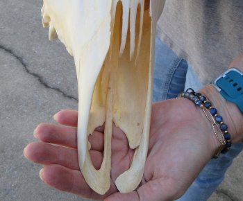 African Female Eland Skull with 28" Horns