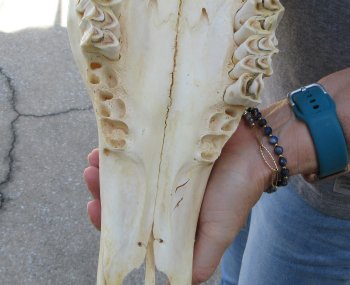 African Female Eland Skull with 28" Horns