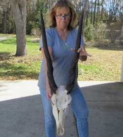 African Female Elan...