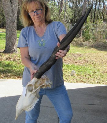 African Female Eland Skull with 31" Horns