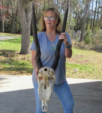 African Female Eland Skull with 31" Horns