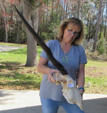 African Female Eland Skull with 31" Horns