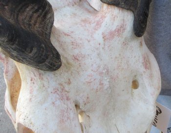 African Female Eland Skull with 31" Horns