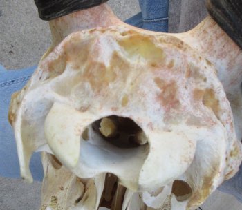 African Female Eland Skull with 31" Horns