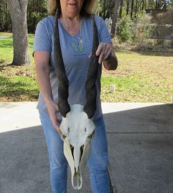 African Female Elan...