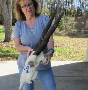 African Female Eland Skull with 23" Horns