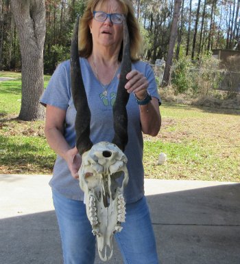 African Female Eland Skull with 23" Horns