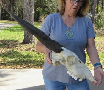 African Female Eland Skull with 23" Horns
