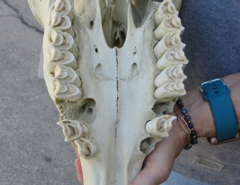 African Female Eland Skull with 23" Horns