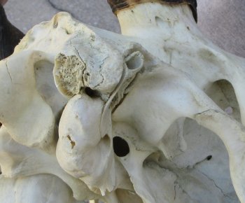 African Female Eland Skull with 23" Horns