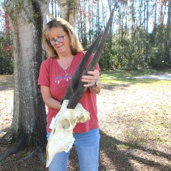 African Female Eland Skull with 26" & 27" Horns