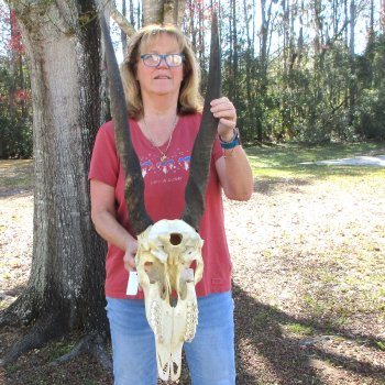 African Female Eland Skull with 26" & 27" Horns