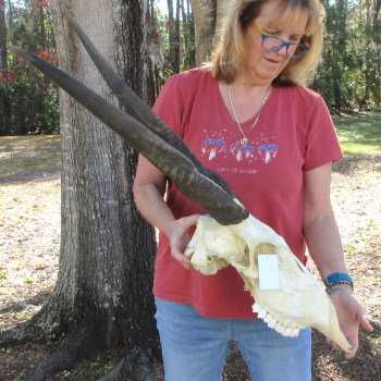 African Female Eland Skull with 26" & 27" Horns