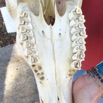 African Female Eland Skull with 26" & 27" Horns