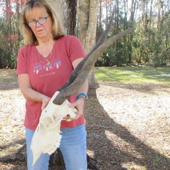 African Female Eland Skull with 25" Horns