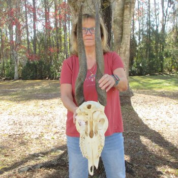 African Female Eland Skull with 25" Horns