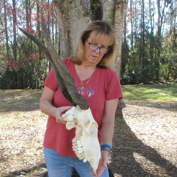 African Female Eland Skull with 25" Horns