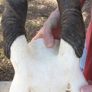 African Female Eland Skull with 25" Horns