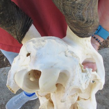 African Female Eland Skull with 25" Horns