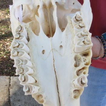 African Female Eland Skull with 25" Horns