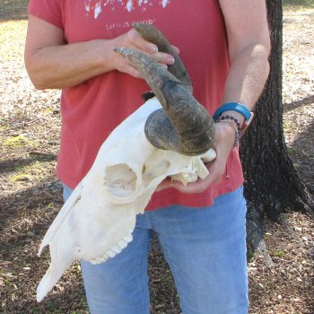 Slight B-Grade African Blue Wildebeest Skull with 17" Horn Spread 