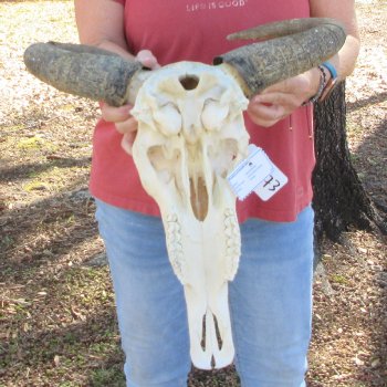 Slight B-Grade African Blue Wildebeest Skull with 17" Horn Spread 