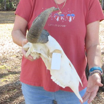 Slight B-Grade African Blue Wildebeest Skull with 17" Horn Spread 