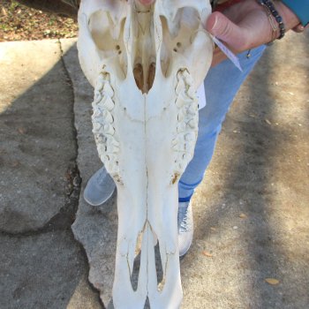 Slight B-Grade African Blue Wildebeest Skull with 17" Horn Spread 