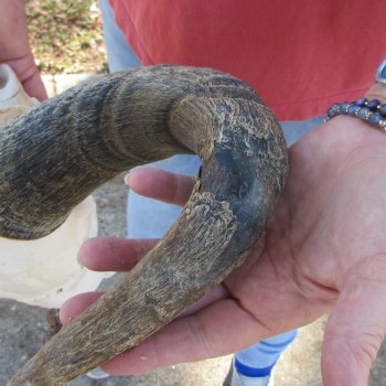 Slight B-Grade African Blue Wildebeest Skull with 17" Horn Spread 