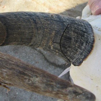 Slight B-Grade African Blue Wildebeest Skull with 17" Horn Spread 