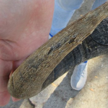 Slight B-Grade African Blue Wildebeest Skull with 17" Horn Spread 