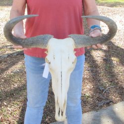 Slight B-Grade Afri...