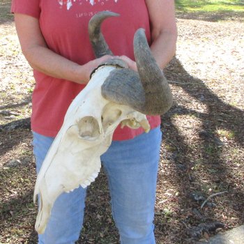 Slight B-Grade African Blue Wildebeest Skull with 23" Horn Spread 