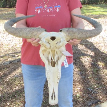 Slight B-Grade African Blue Wildebeest Skull with 23" Horn Spread 