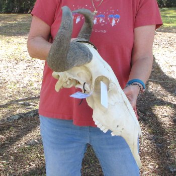 Slight B-Grade African Blue Wildebeest Skull with 23" Horn Spread 