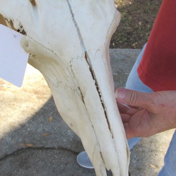 Slight B-Grade African Blue Wildebeest Skull with 23" Horn Spread 