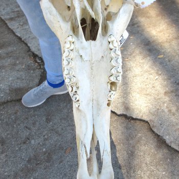 Slight B-Grade African Blue Wildebeest Skull with 23" Horn Spread 