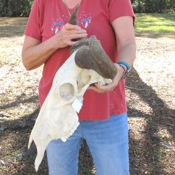 B-Grade African Blue Wildebeest Skull with 23" Horn Spread 