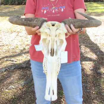 B-Grade African Blue Wildebeest Skull with 23" Horn Spread 