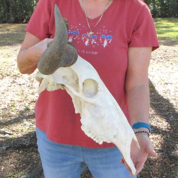 B-Grade African Blue Wildebeest Skull with 23" Horn Spread 