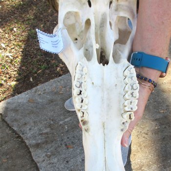 B-Grade African Blue Wildebeest Skull with 23" Horn Spread 