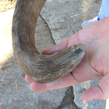 B-Grade African Blue Wildebeest Skull with 23" Horn Spread 