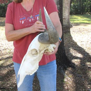 B-Grade African Blue Wildebeest Skull with 21" Horn Spread 
